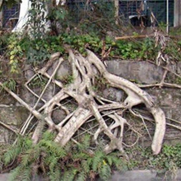 黄桷根的功效与作用