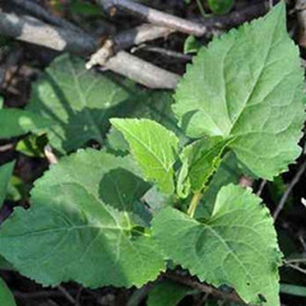东风菜根