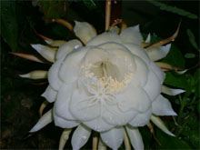 昙花