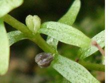 胡麻草的功效与作用
