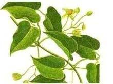 假耧斗菜的功效与作用