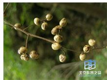 漆子的功效与作用