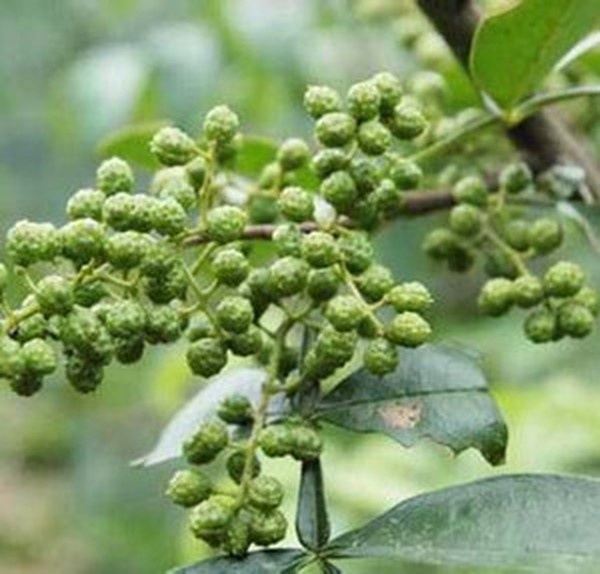 麻口皮子药的功效与作用