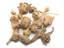 珠儿参的功效与作用