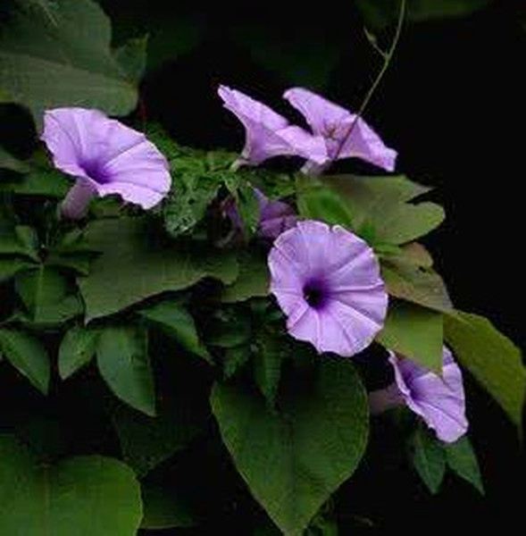 五爪金龙花的功效与作用