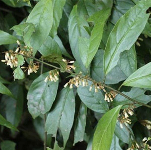 杜茎山的功效与作用