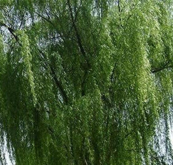 柳白皮的功效与作用
