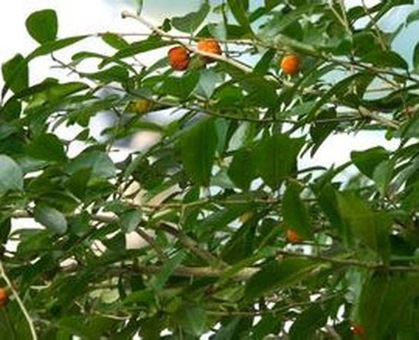 柘树茎叶的功效与作用