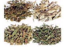 荞麦七的功效与作用