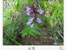 水苏的功效与作用
