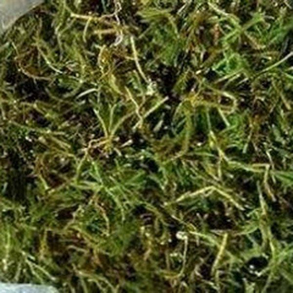 马尾伸筋的功效与作用