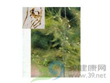 石刁柏的功效与作用