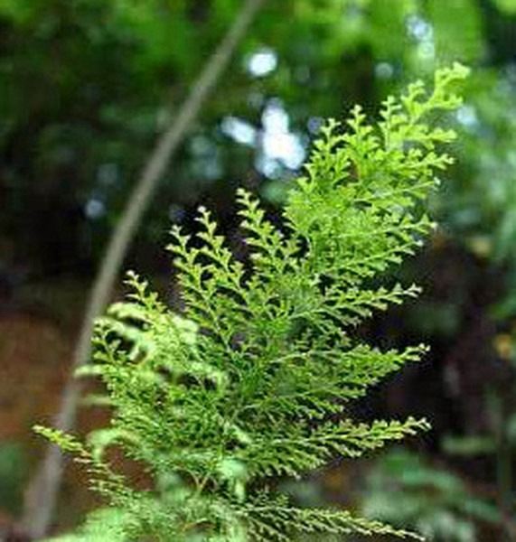 小叶山鸡尾巴草