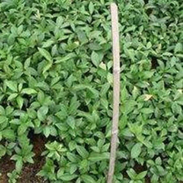 木本胡枝子叶的功效与作用