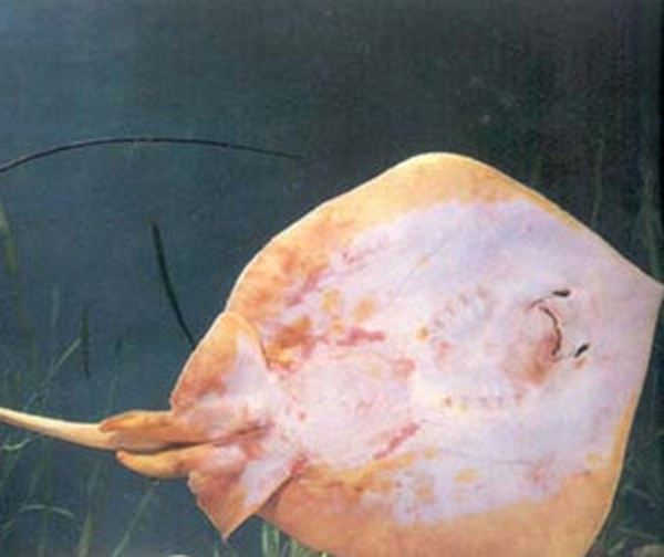 海鹞鱼齿的功效与作用