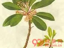 牛耳枫子的功效与作用