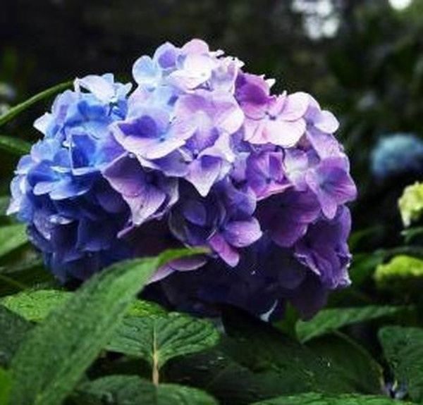 八仙花的功效与作用